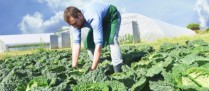 Un guide pour évaluer la pénibilité en agriculture
