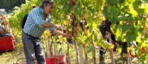 Employeurs agricoles : pas de travail dissimulé, pas de cotisations à payer !