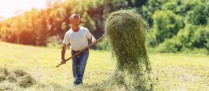 Exploitants agricoles : montant des indemnités journalières
