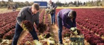 Covid-19 : des conseils de sécurité pour les employeurs agricoles