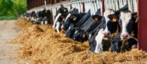 Agriculture : ce que prévoit la loi Duplomb
