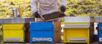 Conditions d’affiliation à la mutualité sociale agricole
